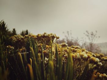 Close-up of fresh corn field against sky