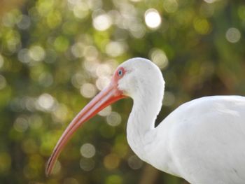 Close-up of a duck