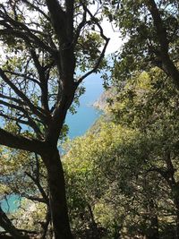 Low angle view of trees in forest against sky