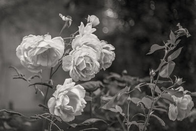 Close-up of flowers