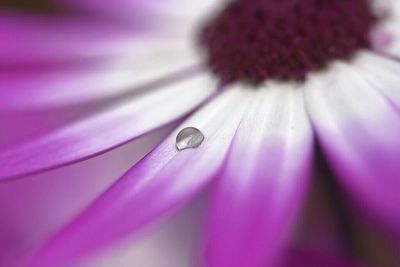 Macro shot of purple flower