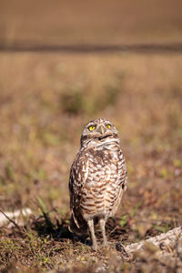 Portrait of owl perching on a land