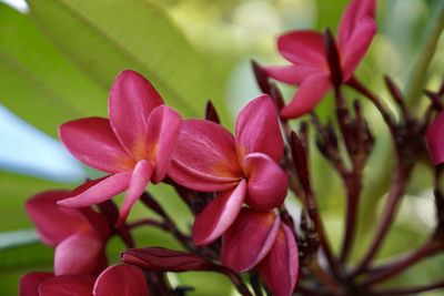Close-up of pink flowering plant
