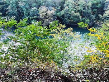 High angle view of trees in forest