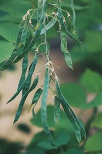 Close-up of leaves on plant