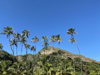 Low angle view of coconut palm trees against clear blue sky
