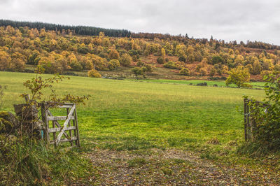 Scenic view of trees on field against sky