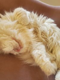 Close-up of a cat sleeping