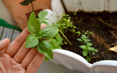 Cropped hand holding sweet basil leaves in background of garden soil and container