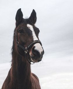 My first horse portret