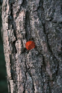 Close-up of insect on tree trunk