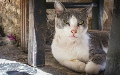 Portrait of cat