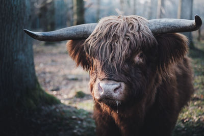 Close-up of cow highland cattle 