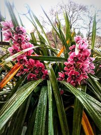 flowering plant