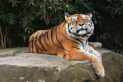 Resting tiger on a rock