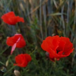 Close-up of red rose flower on field