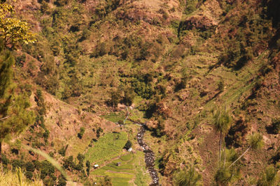 High angle view of road amidst trees