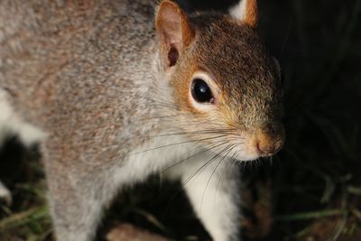 Close-up of squirrel