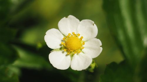 Close-up of white flower with leaves