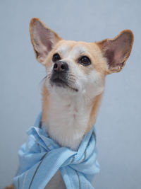 Close-up of a dog looking away