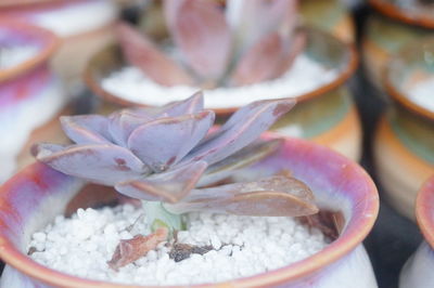 Close-up of potted plant