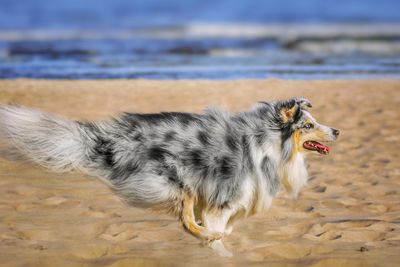 View of a sheltie running across the beach