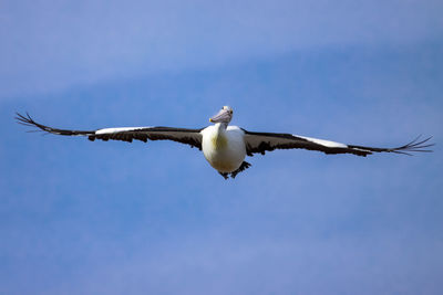 Australian pelican in elegant flight at the coast of south australia