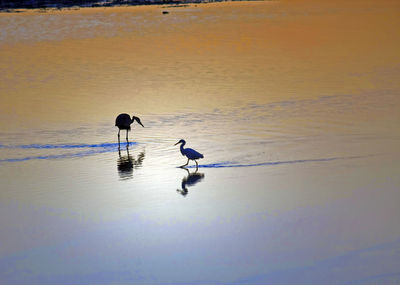 Bird flying over sea at sunset