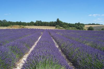 Close-up of lavender growing on field against blue sky