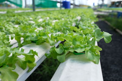 Close-up of fresh green plant