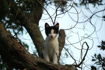 Low angle view of cat sitting on tree against sky