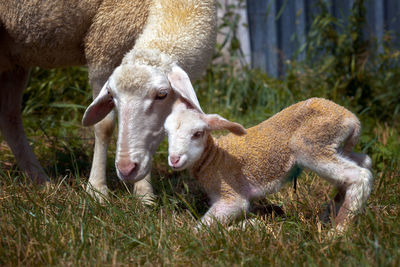 Sheep grazing on grassy field