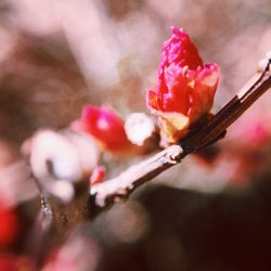 Close-up of pink flower