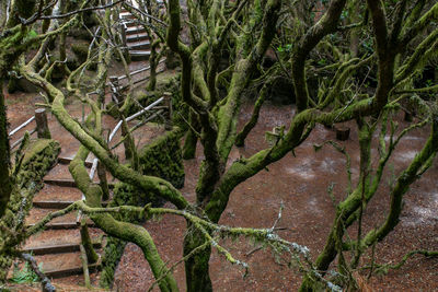 High angle view of trees and plants growing on field