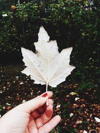 Close-up of hand holding maple leaf