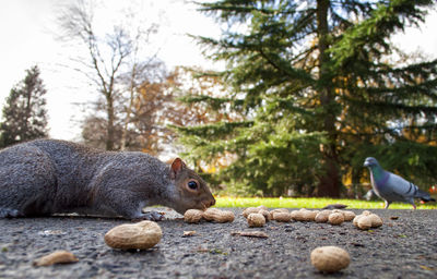 Side view of squirrel on rock