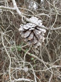 Close-up of dry plant in forest during winter