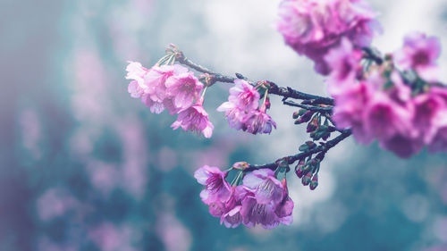 Close-up of pink cherry blossoms in spring