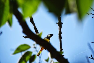 Low angle view of bird perching on branch