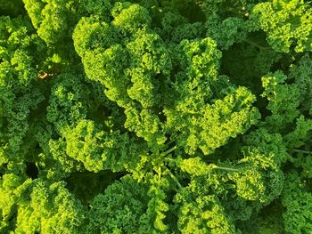 Close-up of fresh green leaves