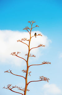 Low angle view of plant against blue sky