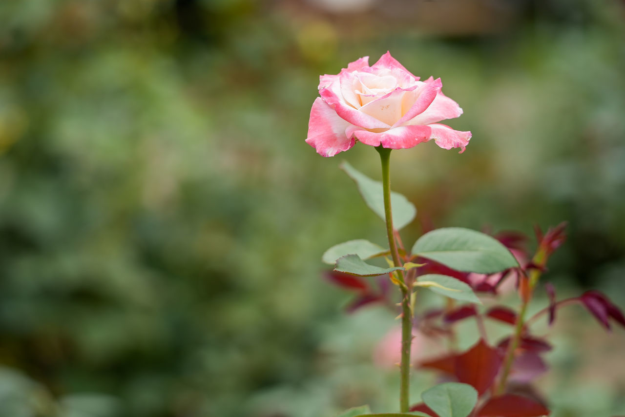 CLOSE-UP OF PINK ROSE FLOWER