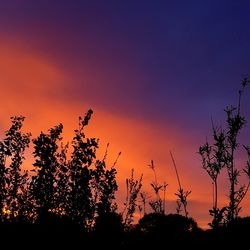 Low angle view of silhouette plants against dramatic sky during sunset