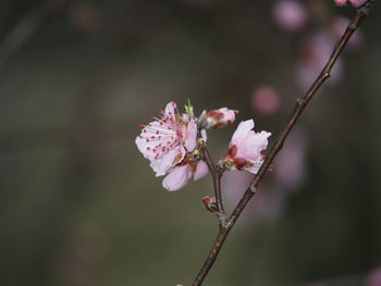 Close-up of pink cherry blossoms in spring