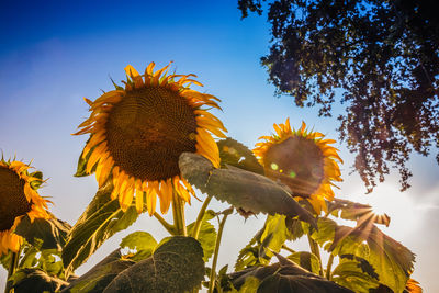 Low angle view of sunflower on plant against sky