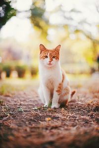 Portrait of cat sitting outdoors