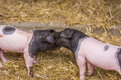 High angle view of piglets at farm