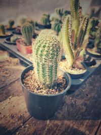 High angle view of potted cactus plant