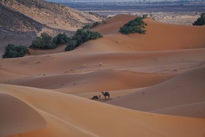 Scenic view of sahara desert