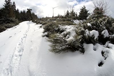 Snow covered pine trees on field against sky
